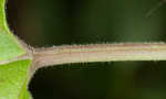 Hairy crabweed <BR>Clammyweed